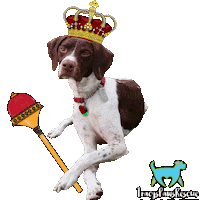 Dog Adopt Sticker by TracysPawsRescue