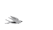 Swallow Sticker by Breden Kids