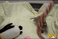 Baby Reaction GIF by Brookfield Zoo