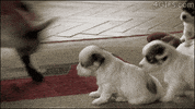 GIF by Random Goat