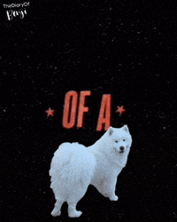 Taylor Swift Dog GIF