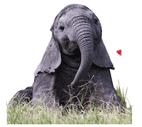 Baby Animal Love Sticker by Discovery