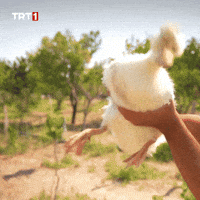 Angry War GIF by TRT
