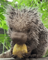 Prehensile-Tailed Porcupine Eating GIF by Valley Zoo Development Society