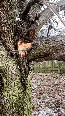 Winter Storm Cuts Power, Downs Trees in Kentucky