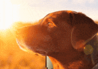 Memecoin Xrp GIF by $DROP