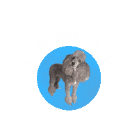 Walking On Sunshine Poodle Sticker by Humane Society of Broward County