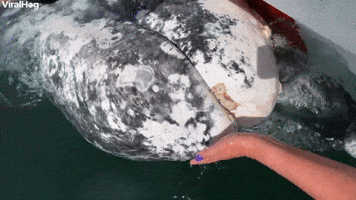 Gray Whale Whiskers