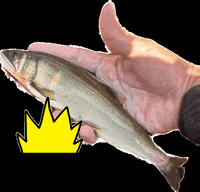 ritsuriii リツリー 鮎 リツリー出雲店 友釣り GIF