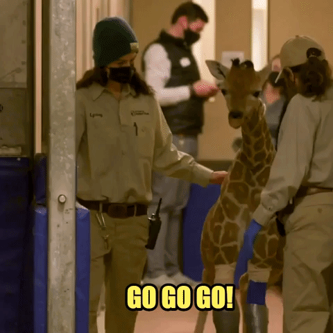 Baby Giraffe Wears Specialized Leg Braces