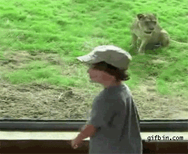 animals being jerks GIF