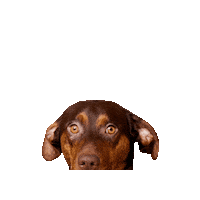 Dog Puppy Sticker by Marina Hoermanseder