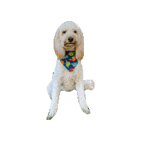 Doodle Beckett Sticker by Geekster Pets