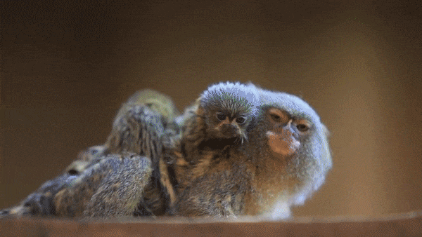 Baby Monkeys GIF