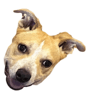 Dog Puppy Sticker by MoneyPenny Newcastle