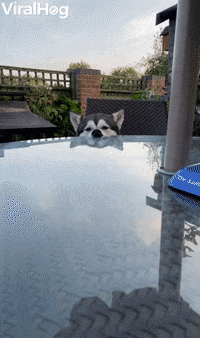 Relaxed Husky Rests Nose Against Table GIF by ViralHog