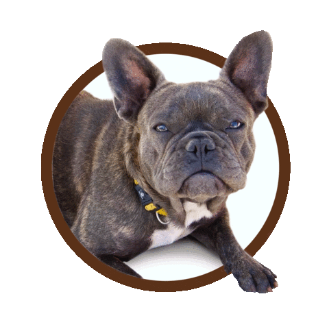 Подмигивает French Bulldog Sticker