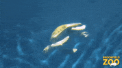 Sea Turtle Swimming GIF by Brookfield Zoo