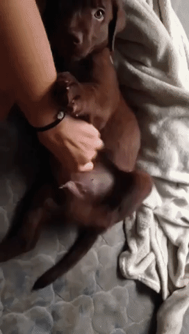 Cute Chocolate Labrador Puppy Loves Tummy Tickles