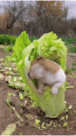 swanjun30 giphyupload GIF