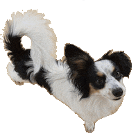 Dog Caribbean Sticker by True Blue Bay Boutique Resort