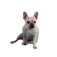 bored french Sticker by jakey