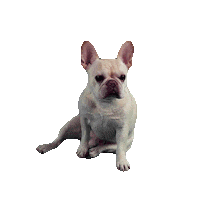 French World Sticker by Jake Martella