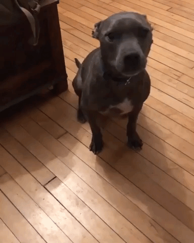 Loyal Dog Helps Owner Remove Socks