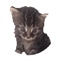 cute kitten STICKER by imoji