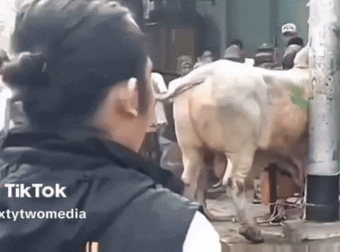 Indonesia Dmashura GIF