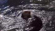 Sea Otter GIF by Georgia Aquarium
