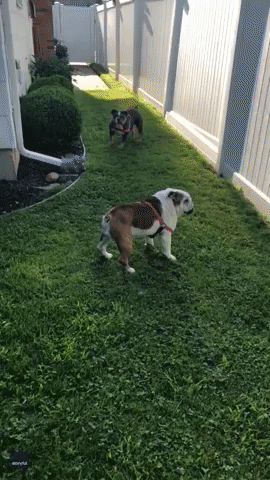 Young Bulldog Tackles Older Dog in Ruff Backyard Action