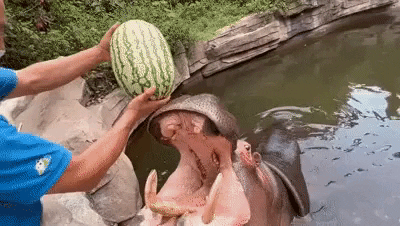 cuteanimalland giphyupload GIF