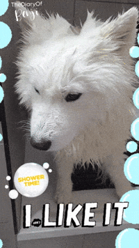 Wet Dog No GIF