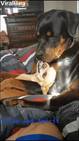 Chihuahua Is Not a Fan Of Rottweiler Cuddles