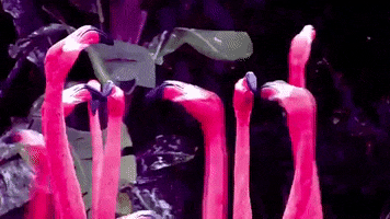 Pink What GIF by Ultra Records