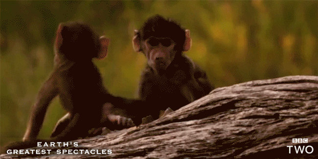 Bbc Two Baby GIF by BBC