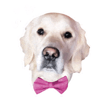 Golden Retriever Love Sticker