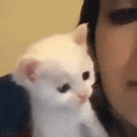 Cute Cat GIF