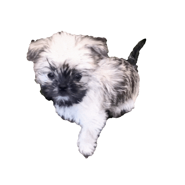 Puppy Head Tilt Sticker by NZ Collab