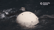 sea otter ball GIF by Monterey Bay Aquarium