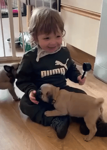 Scottish Toddler Delights as Pug Puppies Play Around Him
