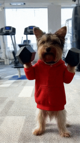 Yorkshireterrier Mancuernas GIF