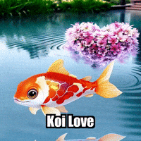 Koi Fish Love GIF by TheConfishius