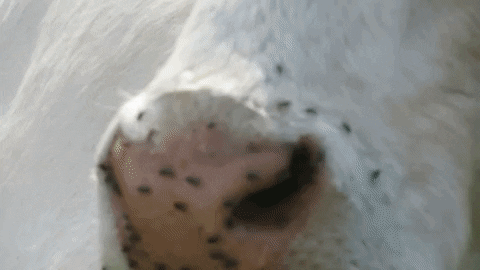 ingovalgma giphyupload GIF