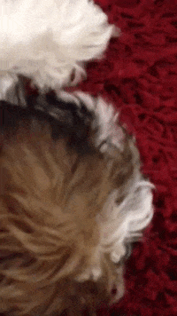 warrenwoodhouse dog loop puppy videos GIF