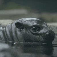 Baby Animals Swimming GIF by San Diego Zoo