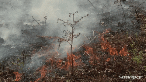 asyaakdogan giphyupload GIF