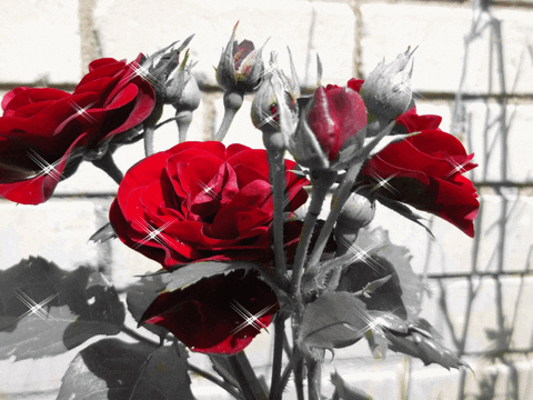 red roses flowers GIF