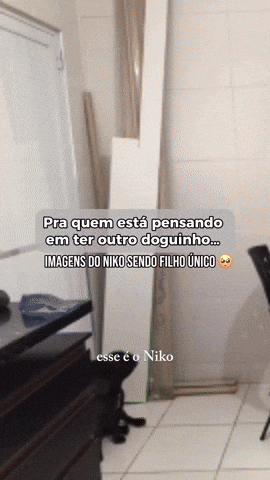 cuteanimalland giphyupload GIF